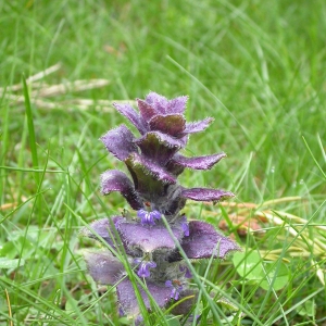 Photographie n°9991 du taxon Ajuga pyramidalis var. pyramidalis 