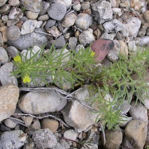 Photographie n°9995 du taxon Ajuga chamaepitys (L.) Schreb. [1773]