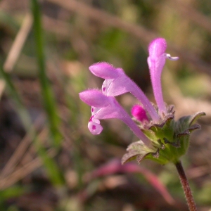 Photographie n°10003 du taxon Lamium amplexicaule L.