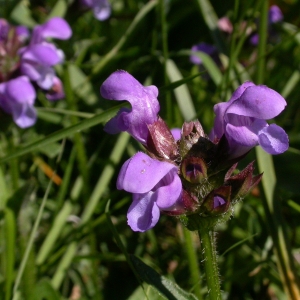 Photographie n°10015 du taxon Prunella hastifolia Brot. [1804]