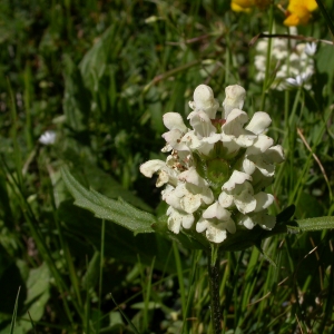 Photographie n°10017 du taxon Prunella laciniata (L.) L.