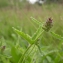  Julien BARATAUD - Stachys officinalis (L.) Trévis. [1842]