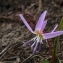  Julien BARATAUD - Erythronium dens-canis L.