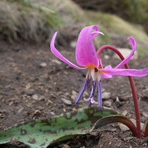 Photographie n°10053 du taxon Erythronium dens-canis L.