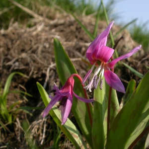 Photographie n°10054 du taxon Erythronium dens-canis L.