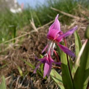 Photographie n°10055 du taxon Erythronium dens-canis L.