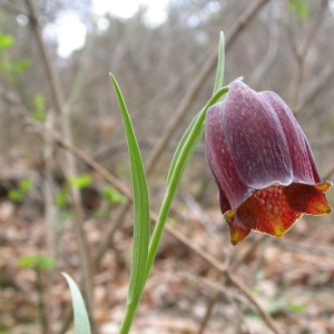 Photographie n°10056 du taxon Fritillaria nigra Mill. [1768]