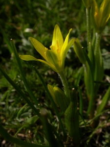Julien BARATAUD, le 10 mai 2007 (Nohèdes (Pla del Mig))