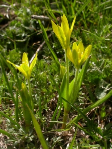 Julien BARATAUD, le 10 mai 2007 (Nohèdes (Pla del Mig))