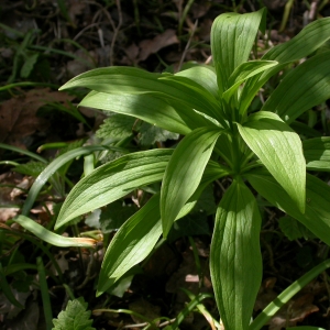 Photographie n°10081 du taxon Lilium martagon L. [1753]