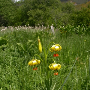 Photographie n°10086 du taxon Lilium pyrenaicum Gouan