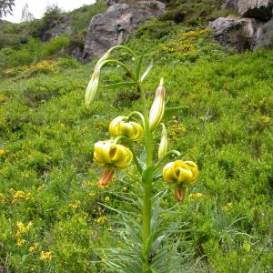 Photographie n°10088 du taxon Lilium pyrenaicum Gouan