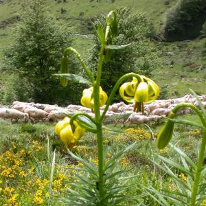 Photographie n°10090 du taxon Lilium pyrenaicum Gouan