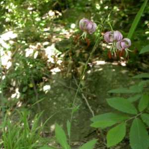 Photographie n°10093 du taxon Lilium martagon L.