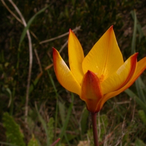 Photographie n°10096 du taxon Tulipa sylvestris subsp. australis (Link) Pamp. [1914]