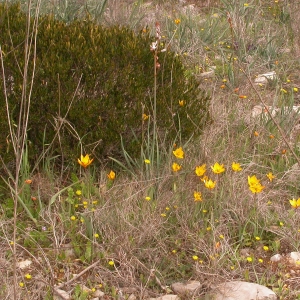 Photographie n°10098 du taxon Tulipa sylvestris subsp. australis (Link) Pamp. [1914]