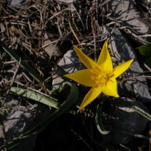 Photographie n°10100 du taxon Tulipa sylvestris subsp. australis (Link) Pamp. [1914]