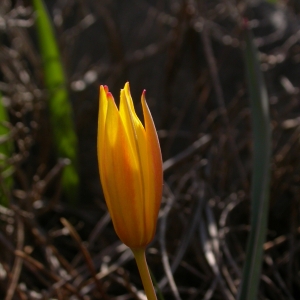 Photographie n°10101 du taxon Tulipa sylvestris subsp. australis (Link) Pamp. [1914]