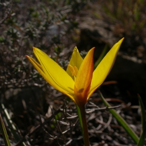 Photographie n°10102 du taxon Tulipa sylvestris subsp. australis (Link) Pamp. [1914]
