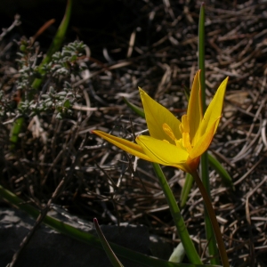 Photographie n°10103 du taxon Tulipa sylvestris subsp. australis (Link) Pamp. [1914]