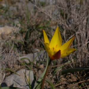 Photographie n°10106 du taxon Tulipa sylvestris subsp. australis (Link) Pamp. [1914]