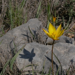 Photographie n°10107 du taxon Tulipa sylvestris subsp. australis (Link) Pamp. [1914]