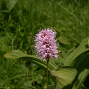 Photographie n°10478 du taxon Polygonum bistorta subsp. bistorta 