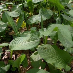 Photographie n°10490 du taxon Polygonum bistorta subsp. bistorta 