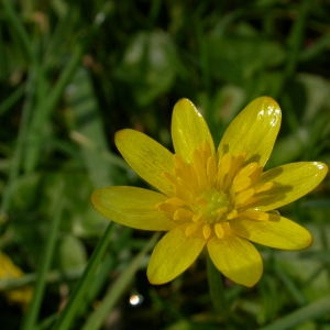 Photographie n°10599 du taxon Ranunculus ficaria L. [1753]