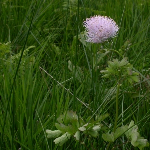 Photographie n°10617 du taxon Thalictrum aquilegiifolium L. [1753]