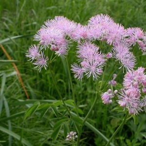 Photographie n°10619 du taxon Thalictrum aquilegiifolium L. [1753]