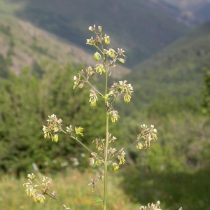 Photographie n°10622 du taxon Thalictrum minus L. [1753]