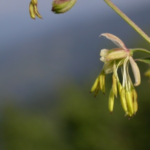 Photographie n°10623 du taxon Thalictrum minus L. [1753]