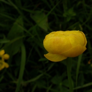 Photographie n°10624 du taxon Trollius europaeus L.