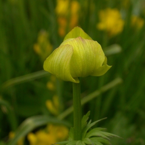 Photographie n°10625 du taxon Trollius europaeus L.