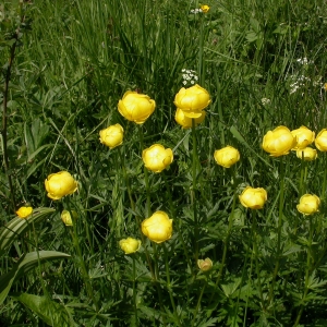 Photographie n°10626 du taxon Trollius europaeus L.