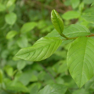 Photographie n°10633 du taxon Frangula alnus Mill. [1768]