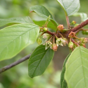 Photographie n°10635 du taxon Frangula alnus Mill. [1768]