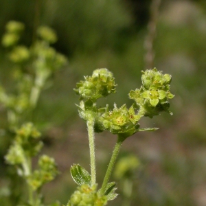 Photographie n°10643 du taxon Alchemilla saxatilis Buser [1891]