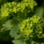  Julien BARATAUD - Alchemilla xanthochlora Rothm. [1937]