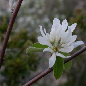 Photographie n°10648 du taxon Amelanchier ovalis Medik.