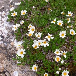 Photographie n°10655 du taxon Dryas octopetala L.