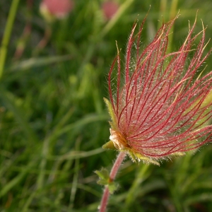 Photographie n°10660 du taxon Geum montanum L.