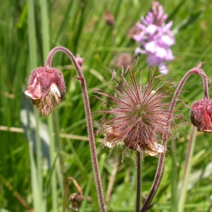 Photographie n°10661 du taxon Geum rivale L.