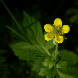 Photographie n°10667 du taxon Geum urbanum L.