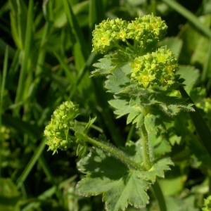 Alchemilla vulgaris subsp. xanthochlora (Rothm.) O.Bolòs & Vigo (Alchémille jaune vert)