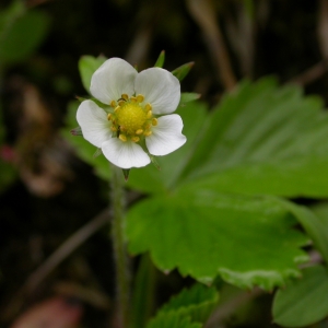 Photographie n°10670 du taxon Fragaria vesca L. [1753]