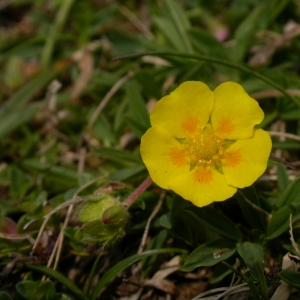 Photographie n°10671 du taxon Potentilla aurea L. [1756]