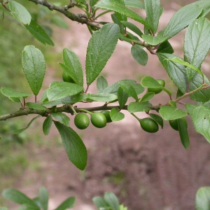 Photographie n°10672 du taxon Prunus spinosa L. [1753]