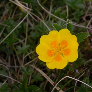 Photographie n°10675 du taxon Potentilla aurea L. [1756]